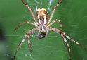 Argiope_bruennichi_F2220_Z_81_Les Gris_Frankrijk